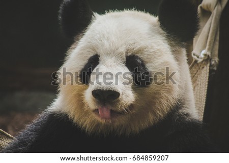 A Giant Panda sticking it's tongue out.