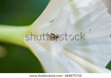 Little spider and his prey on white flower