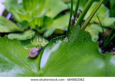 Snail life snail on leaf