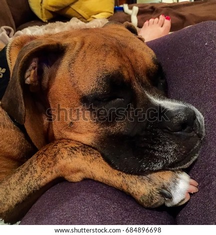 boxer dog takes a nap on girl's leg