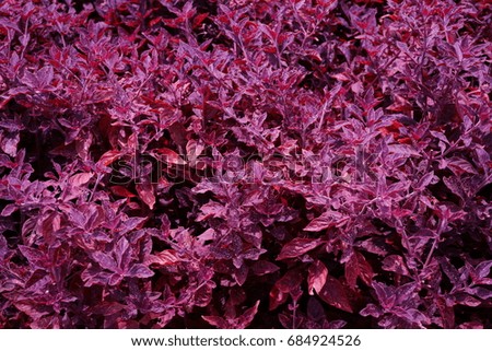 Red leaves texture background