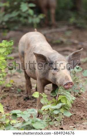 pig in outdoor farm