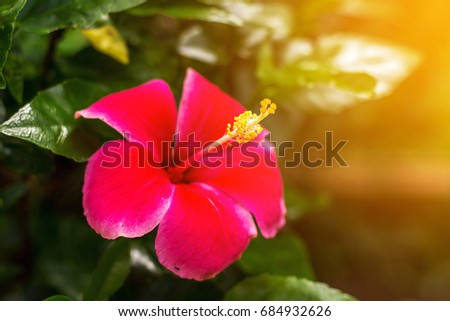 The red hibiscus with the red petal and nice yellow pollen in the shade green garden with the light or flare from the picture edge , focus on the yellow pollen. 