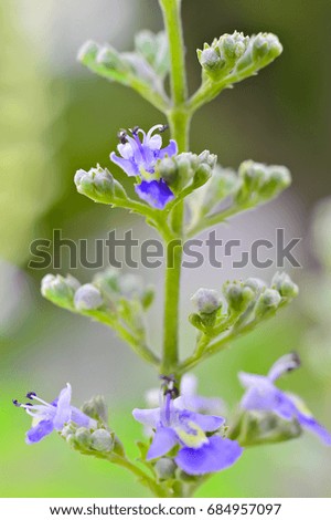 Macro shots. Closeup purple Flower and sunrise background in the morning at summer. Natural green plant landscape concepts : background, decorate web pages, book covers, interior and billboard