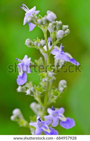 Macro shots. Closeup purple Flower and sunrise background in the morning at summer. Natural green plant landscape concepts : background, decorate web pages, book covers, interior and billboard