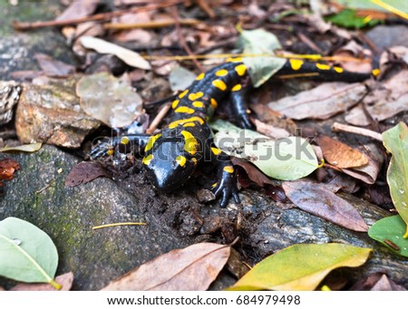 stunning Salamander 