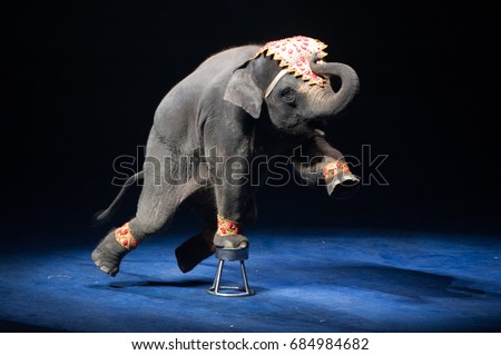 Circus Elephant show