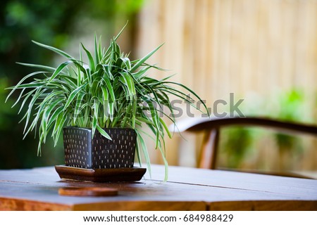 Chlorophytum in flowerpot on table. Variegatum, comosum. Spider Plant Royalty-Free Stock Photo #684988429