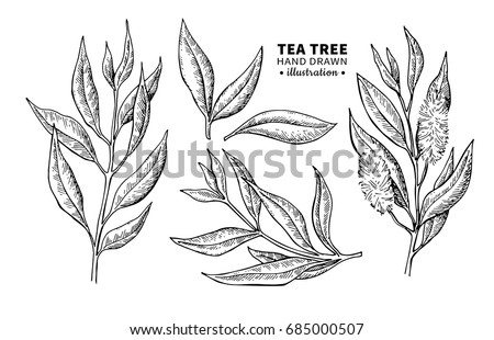 Tea tree vector drawing. Isolated vintage  illustration of medical plant leaves on branch. Organic essential oil engraved style sketch. Beauty and spa, cosmetic  ingredient.  Royalty-Free Stock Photo #685000507