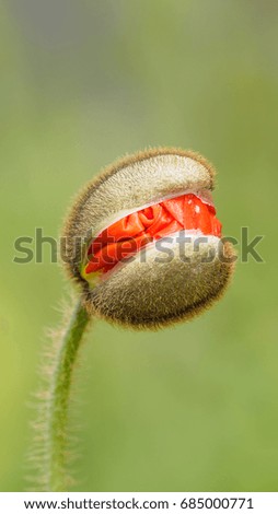 Corn poppy, bud, macro, vertical image
