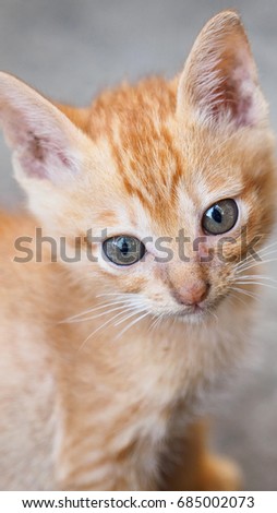 yellow ginger kitty, vertical image 