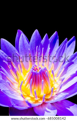 Macro flower picture of beautiful purple lotus on the pond with yellow pollen or close up colorful water lily with scientist named Nymphaeaceae (hybrid) isolated on black background