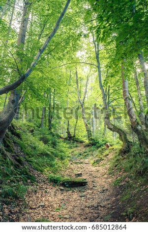 Magical woods in the morning sun. Fairy forest road in summer. Dramatic scene and picturesque picture. Wonderful natural background. Location place Carpathians, Ukraine. Explore the world's beauty.