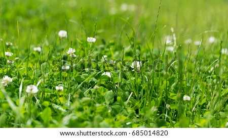 White clover in the green grass. Ratio 16:9. Fresh summer or spring background.