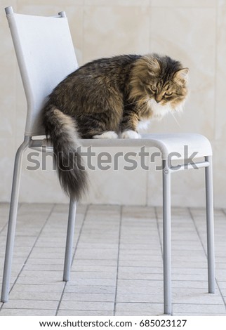 Sweet siberian cat on a chair, brown tabby and white version