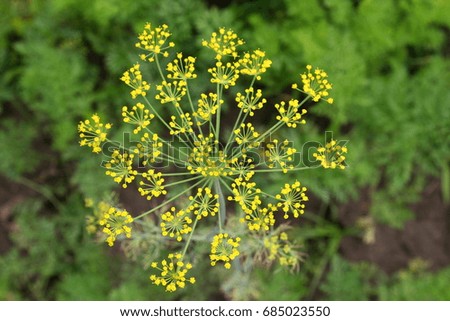 Blooming dill