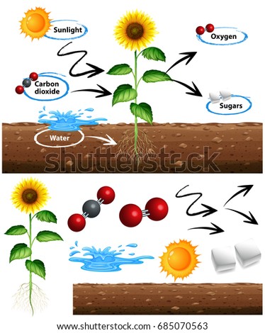 Diagram showing how plant grows illustration