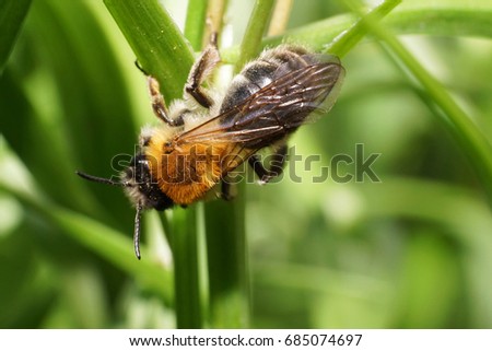  Macro view from above of a fluffy striped and brown bee Andrena on a yellow flower of a wild onion plant in early spring                              