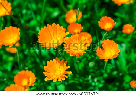 Calendula blooming in the garden. Orange flowers and green leaves. Vegetable background. Medicinal plant