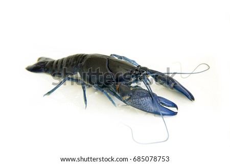  Shrimp yabbie crayfish (Cherax destructor) or albidus isolated on white background.