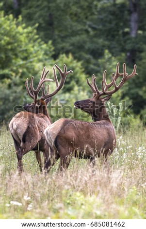 Two Bull Elk - Photograph taken in Elk State Forest, Elk County, Benezette, Pennsylvania