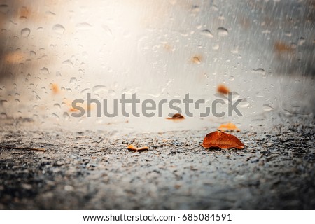 Leaves on wet ground.View through the window of strong rainy day. Royalty-Free Stock Photo #685084591