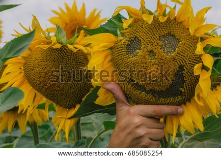 Sunflower with a smile. Emotions on sunflower. Smile of sunflower