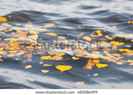 autumn leaves floating on the pond