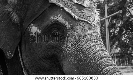 portrait of elephant