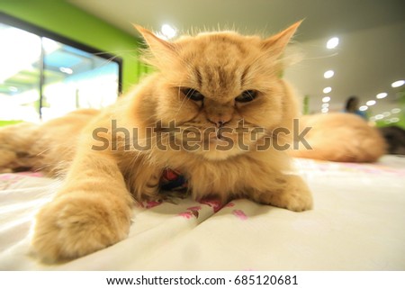 Funny Persian Cat
