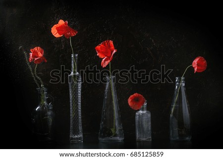 Blossom wild red poppy flowers in different glass bottles over dark texture background. Still life with copy space