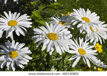 Flowers of chamomile