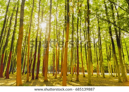 Picture of a forest with trees painted in different colors