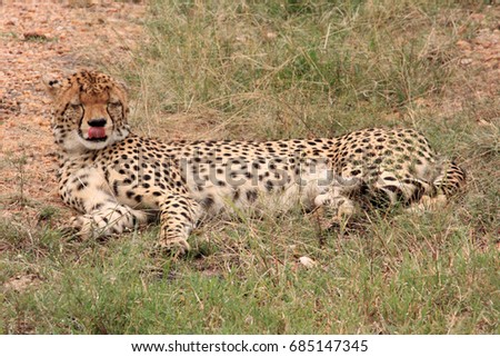 Cheetah lies, Kenya