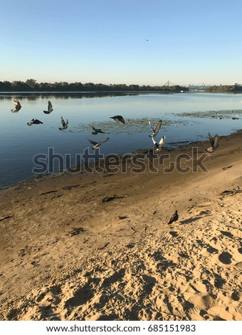 Birds fly on the river bank in the morning