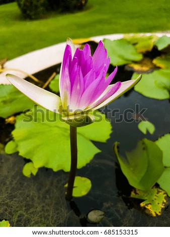beautiful lotus flower  the colors. in thailand. lotus purple flower.