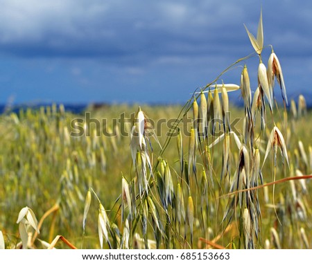 Wild oat field under the heavy rain clouds on Crete island  Royalty-Free Stock Photo #685153663