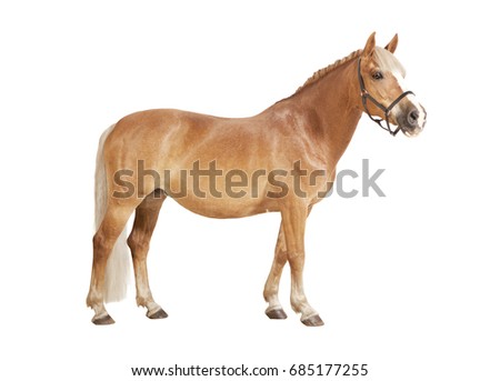 A Haflinger pony with halter in front of white background, isolated Royalty-Free Stock Photo #685177255