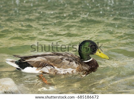 Amazing mallard duck swims in lake under sunlight landscape. Rome, Italy, June 2017. Closeup perspective of funny duck