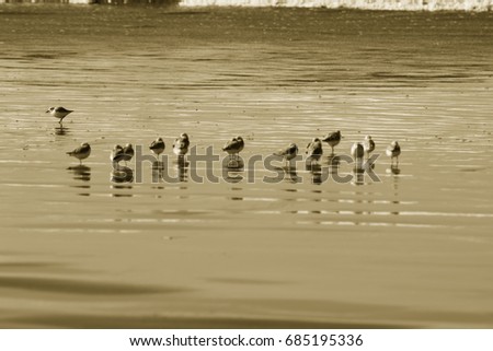FLOCK OF BIRDS ON BEACH IN OREGON IN SEPIA