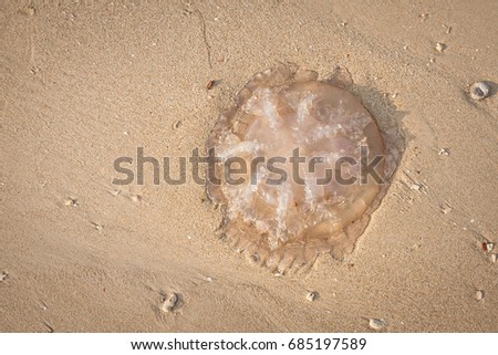 Jellyfish lying on a sand beach with a wave.Thailand.