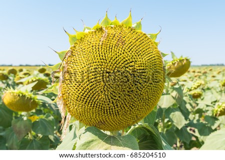 flower of sunflower in field after flowering