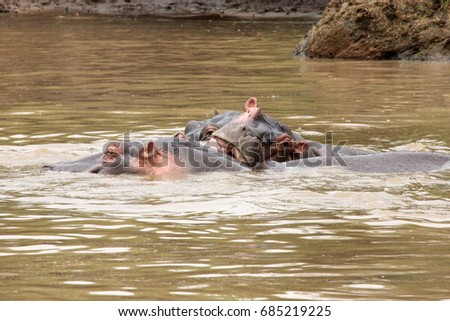 Hippos in the river, Kenya