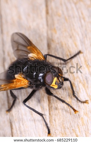 Macro view of a common house fly outdoors