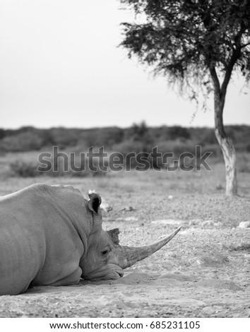 White Rhino or Rhinoceros while on safari in Botswana, Africa in black and white