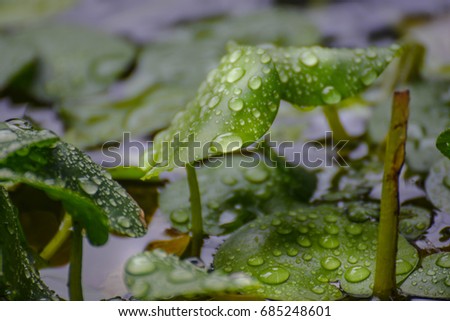 Rainy rain showers Rain drops on weed leaves. Shaped like a heart
