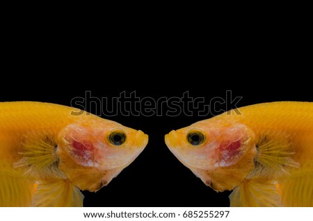 Betta Fish Yellow