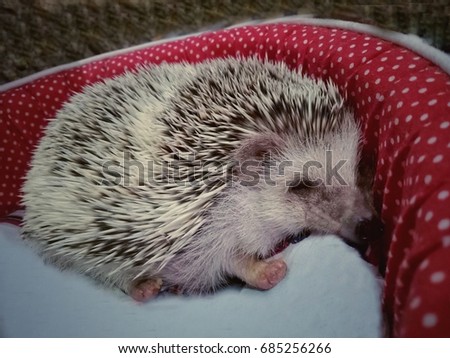 Young hedgehog sleep on bed. Soft focus with vintage style picture. Animal concept.

