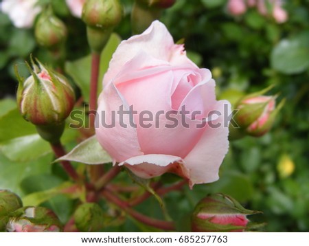 Light pink rose with buds in a romantic flower garden. Rose garden nursery with a plant sample