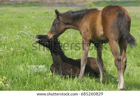 One foal makes the second stand up, One foal raises the second